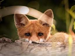 little-fox-2093053_b150