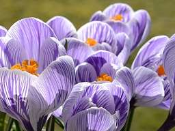 krokus krokus