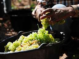 handcraftedwine