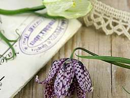 istock 000012365427large original 167189 v3