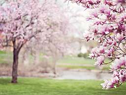 magnolia trees 556718 v2