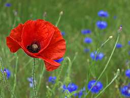 mohn 450x280 original 288223 v2