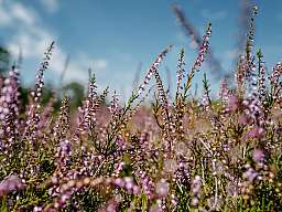 nrp heidebluete web.011