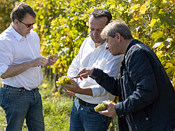 ueberpruefung der weintrauben im weissen roessl 591c2920 89b3b3ec v3